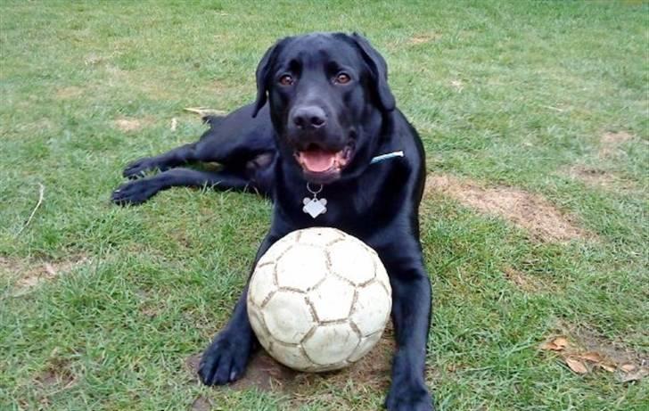 Labrador retriever Max (16.06.2008 - 10.06.2020) billede 1