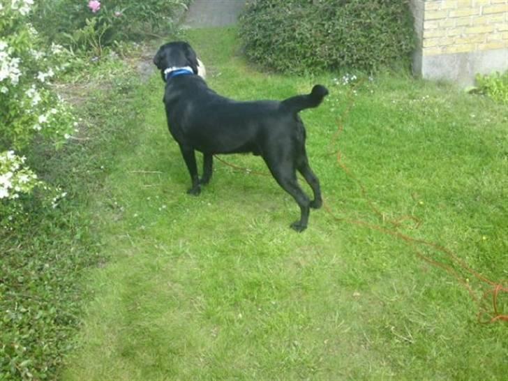 Labrador retriever Max (16.06.2008 - 10.06.2020) billede 2