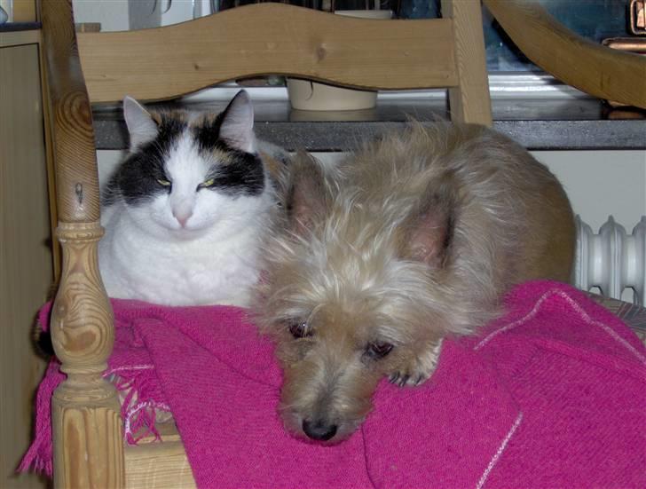 Cairn terrier <3 <3 Molly <3 <3 billede 9