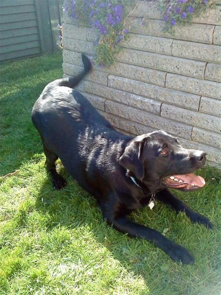 Labrador retriever Max (16.06.2008 - 10.06.2020) billede 4