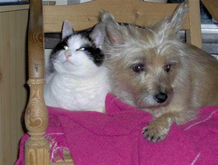Cairn terrier <3 <3 Molly <3 <3 billede 10