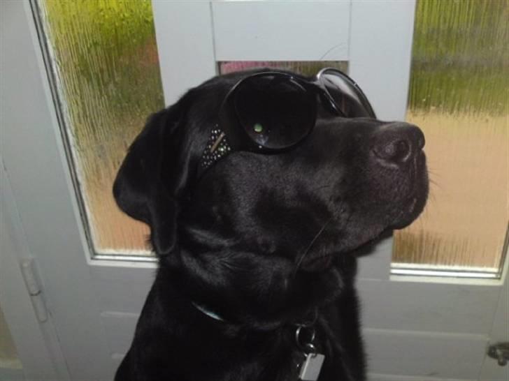 Labrador retriever Max (16.06.2008 - 10.06.2020) billede 5