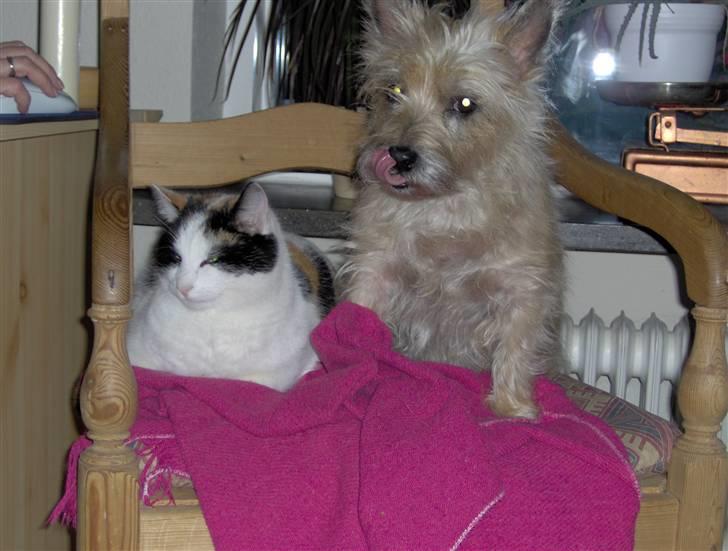 Cairn terrier <3 <3 Molly <3 <3 billede 11