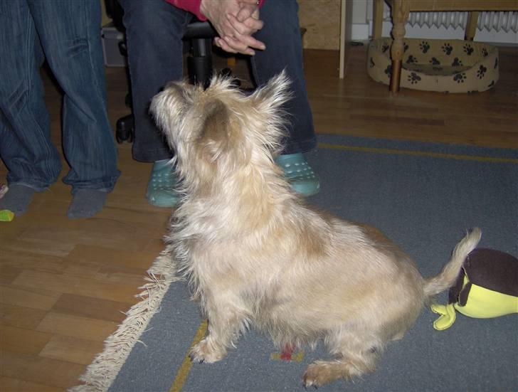 Cairn terrier <3 <3 Molly <3 <3 billede 12