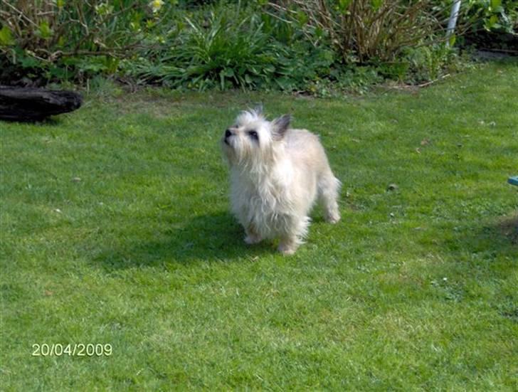 Cairn terrier <3 <3 Molly <3 <3 billede 13