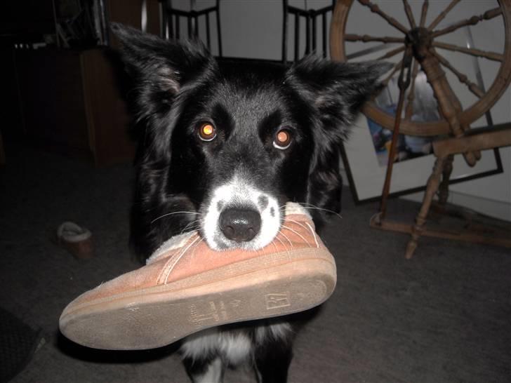 Blanding af racer Sasha - Var der nogen, der sagde hjemmesko? billede 19