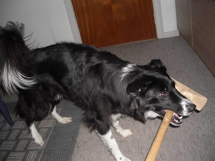 Blanding af racer Sasha - Sashas værste fjende - gulvskrubben billede 20