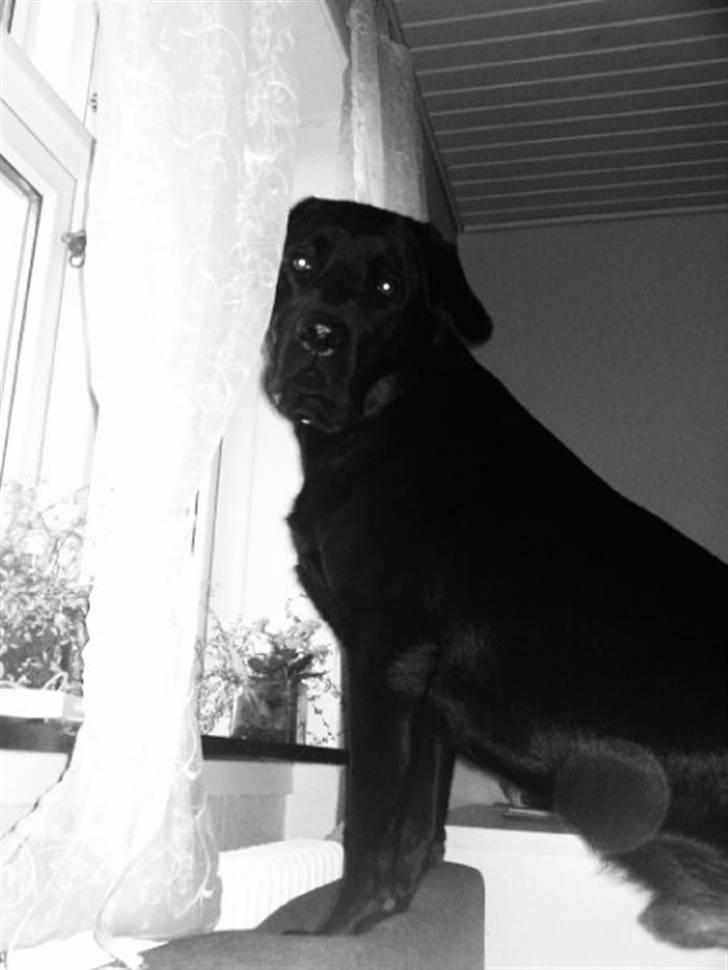 Labrador retriever Max (16.06.2008 - 10.06.2020) billede 7