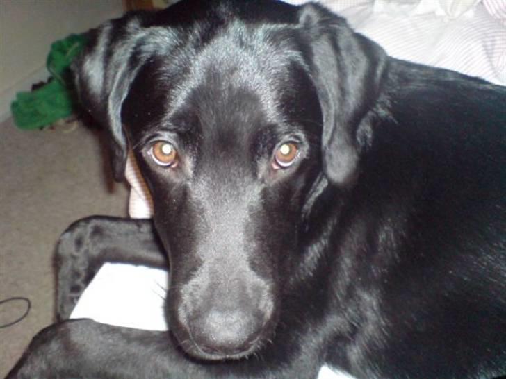 Labrador retriever Max (16.06.2008 - 10.06.2020) billede 8