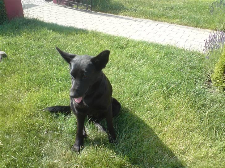 Schæferhund Thilde billede 2