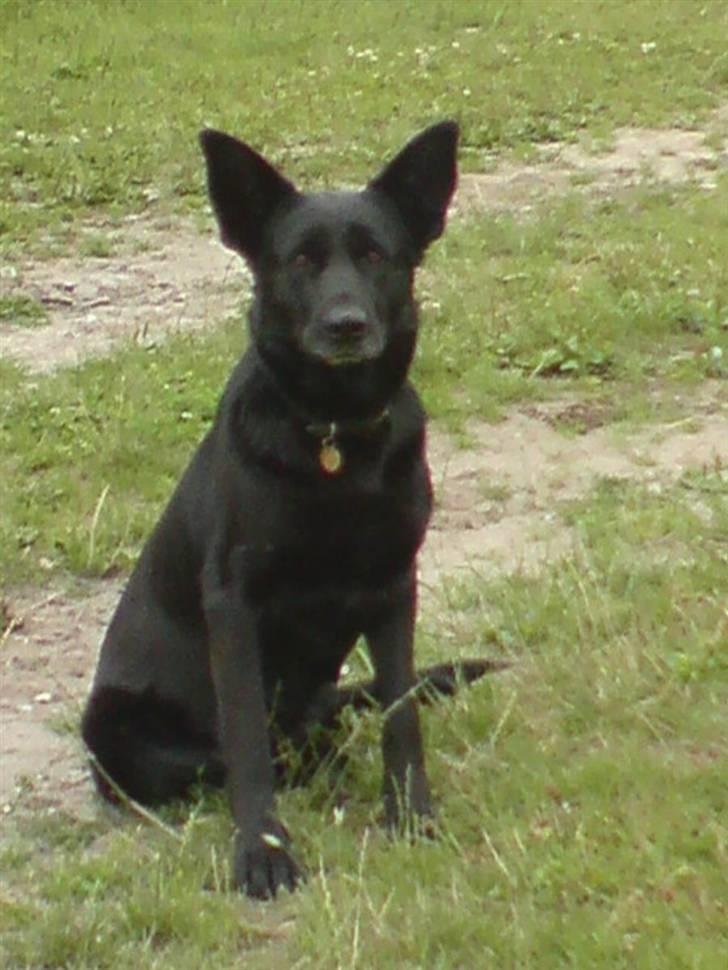 Schæferhund Thilde billede 3