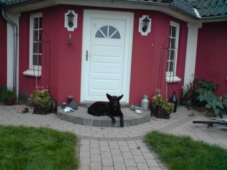 Schæferhund Thilde billede 4