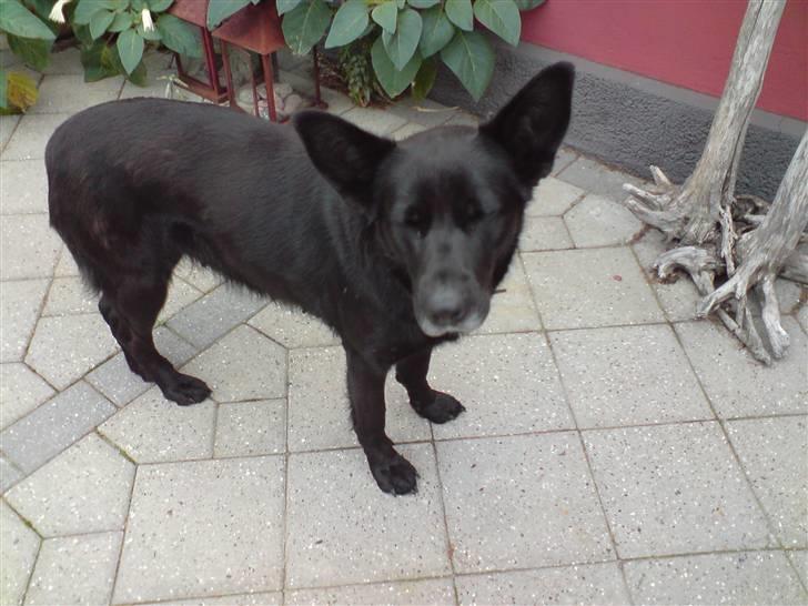 Schæferhund Thilde billede 5