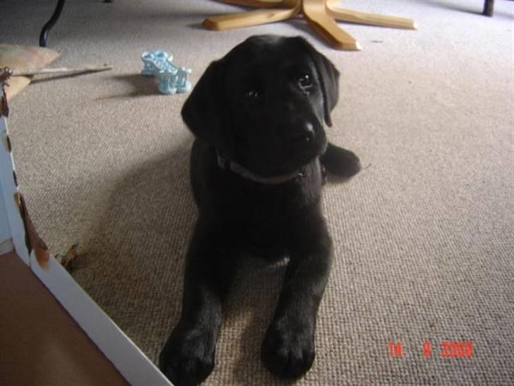 Labrador retriever Zia - Bare lige et kært billede billede 9