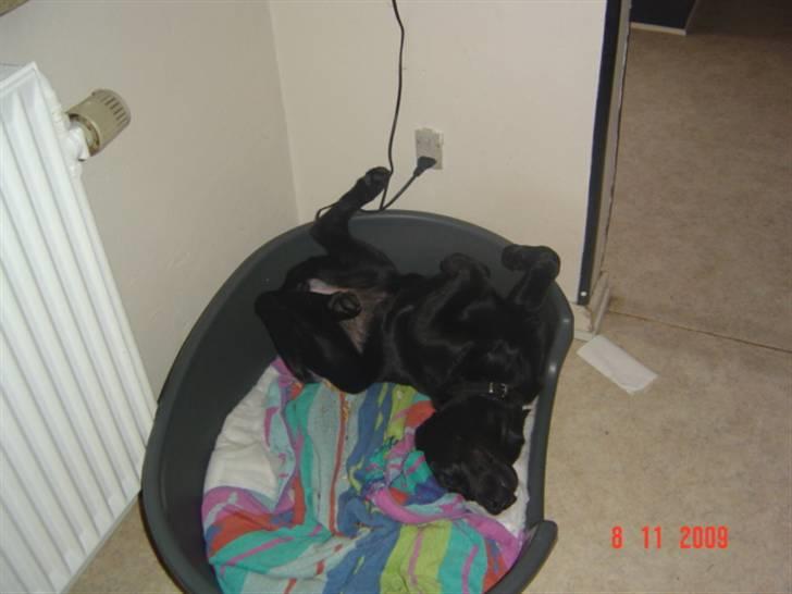 Labrador retriever Zia - Totally relaxed.. billede 10