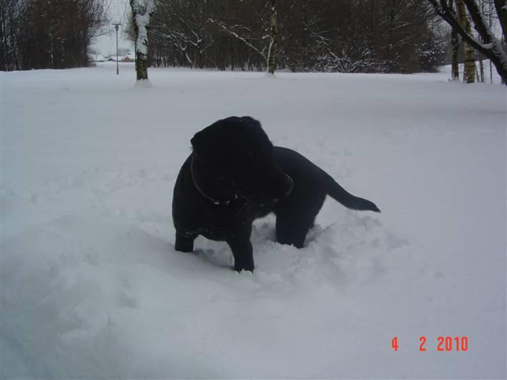 Labrador retriever Zia - Én der bare ELSKER sne billede 11