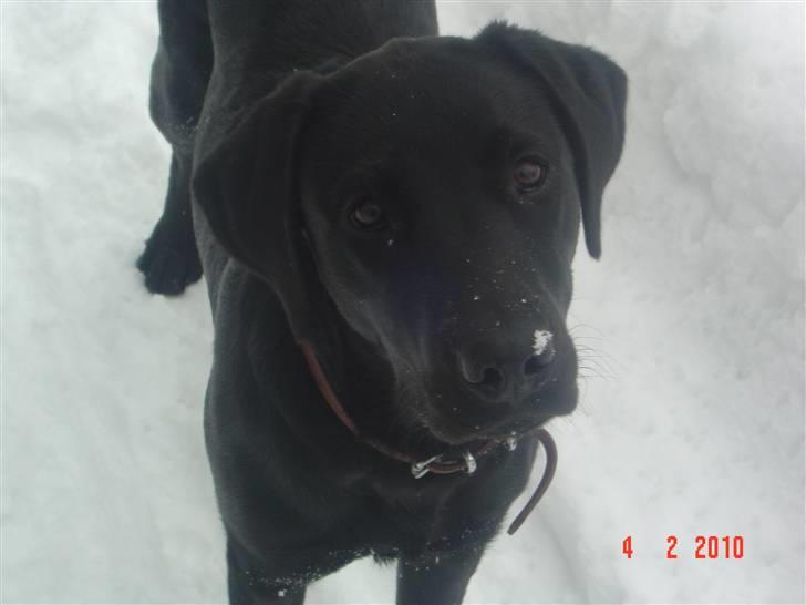 Labrador retriever Zia - Et rigtigt røverbillede billede 13