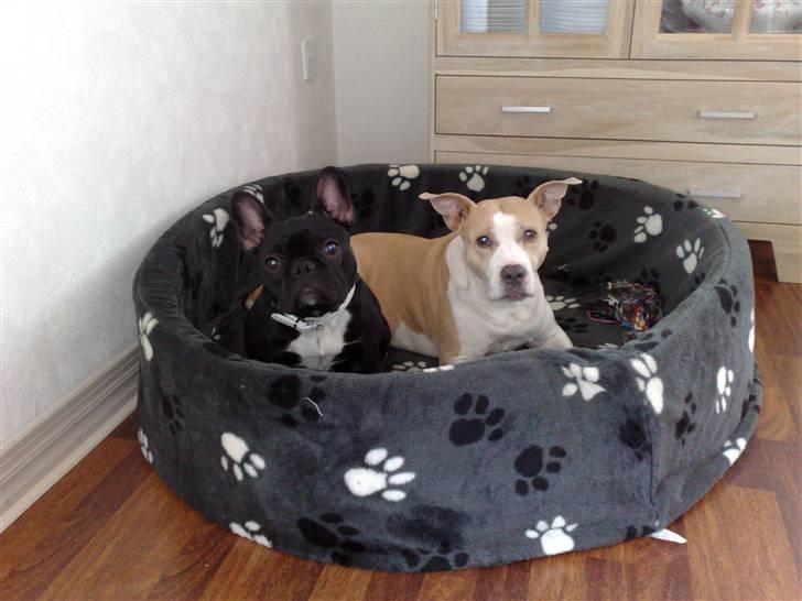 Fransk bulldog Bobby Olsen billede 2