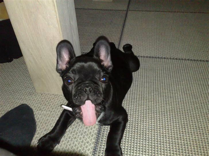 Fransk bulldog Bobby Olsen billede 3