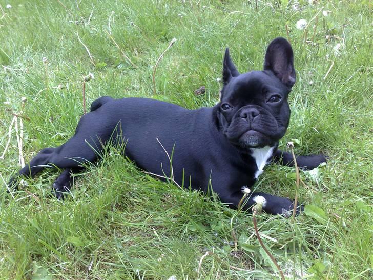 Fransk bulldog Bobby Olsen billede 4