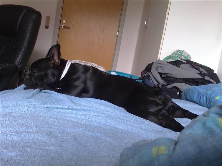 Fransk bulldog Bobby Olsen billede 5