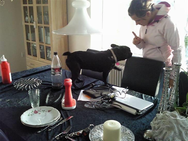 Fransk bulldog Bobby Olsen billede 6