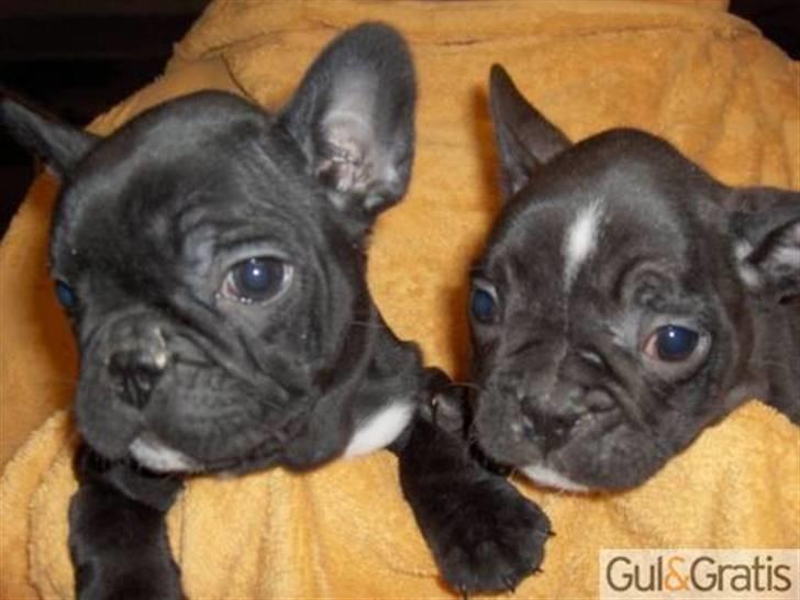 Fransk bulldog Bobby Olsen - Annonce fotoet fra dengang vi købte Bobby  billede 7