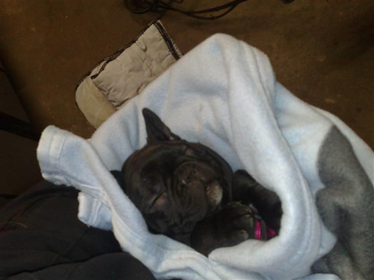 Fransk bulldog Bobby Olsen billede 8