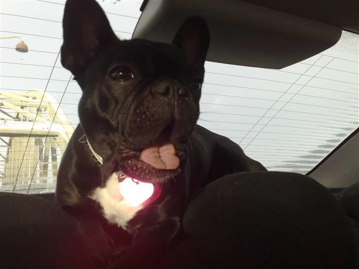 Fransk bulldog Bobby Olsen billede 9