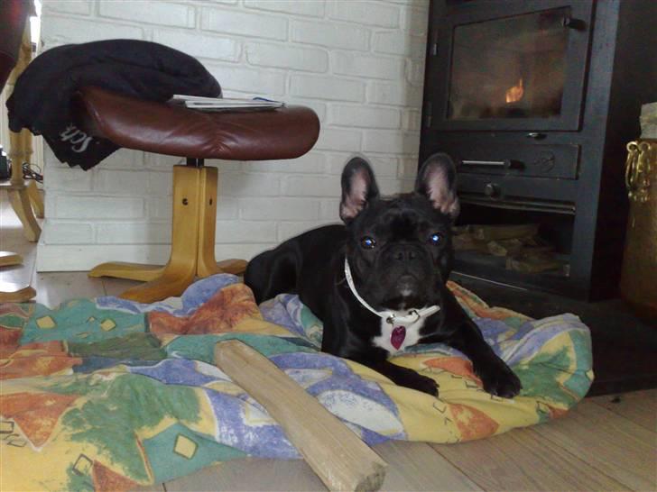 Fransk bulldog Bobby Olsen billede 10