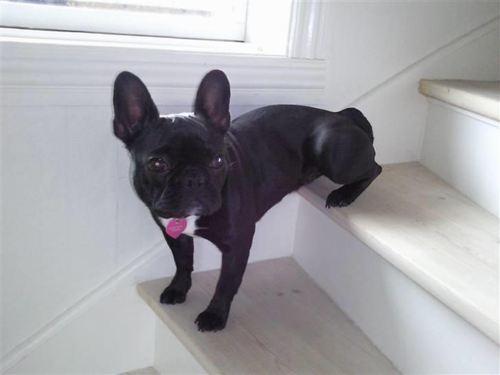 Fransk bulldog Bobby Olsen billede 11