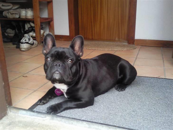 Fransk bulldog Bobby Olsen billede 12