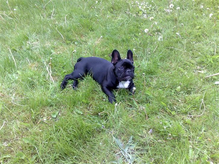Fransk bulldog Bobby Olsen billede 13