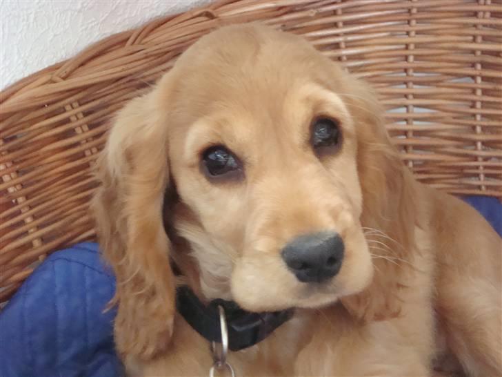 Cocker spaniel Bertha billede 1