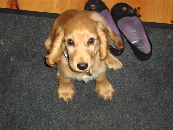 Cocker spaniel Bertha billede 2