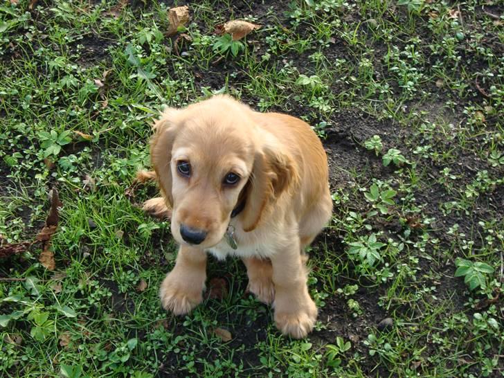 Cocker spaniel Bertha billede 3