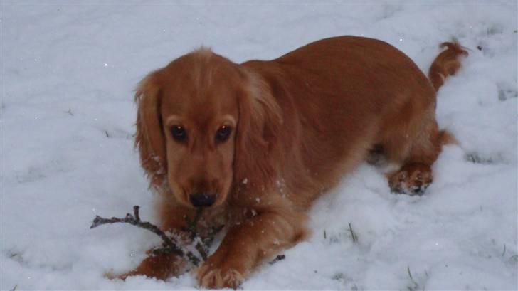 Cocker spaniel Bertha billede 4
