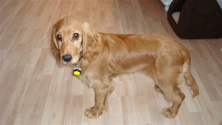 Cocker spaniel Bertha billede 5