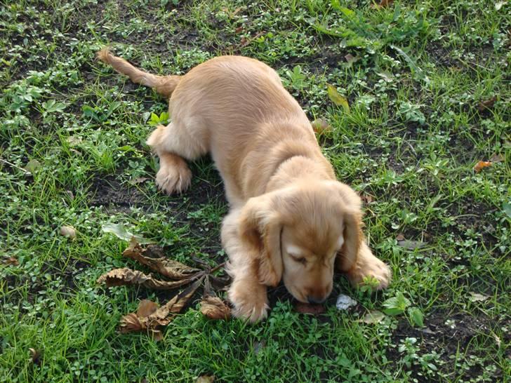 Cocker spaniel Bertha billede 6