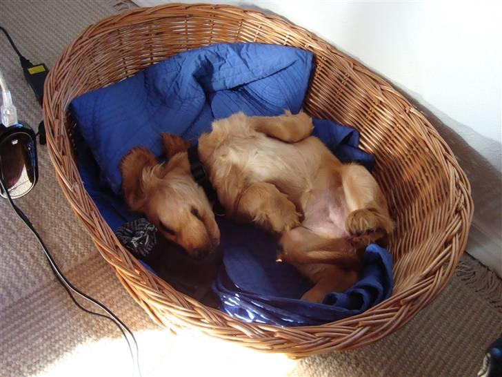 Cocker spaniel Bertha billede 7