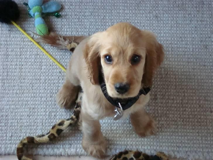 Cocker spaniel Bertha billede 8