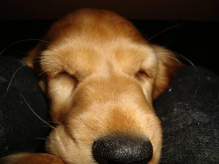 Cocker spaniel Bertha billede 9