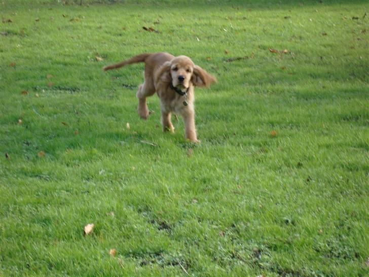 Cocker spaniel Bertha billede 10