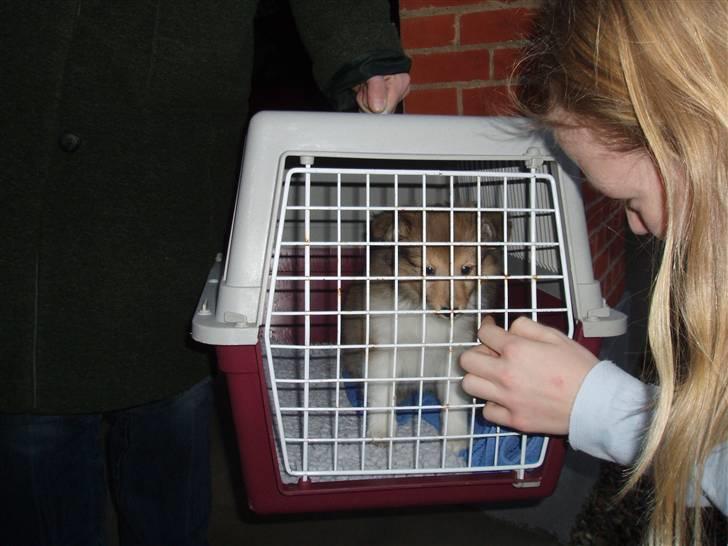 Shetland sheepdog Hekilas Only Ophelia - d. 8. dc. 07. lige kommet hjem fra sjølland til jylland. lad hende forblive hos jyderne!:) billede 10