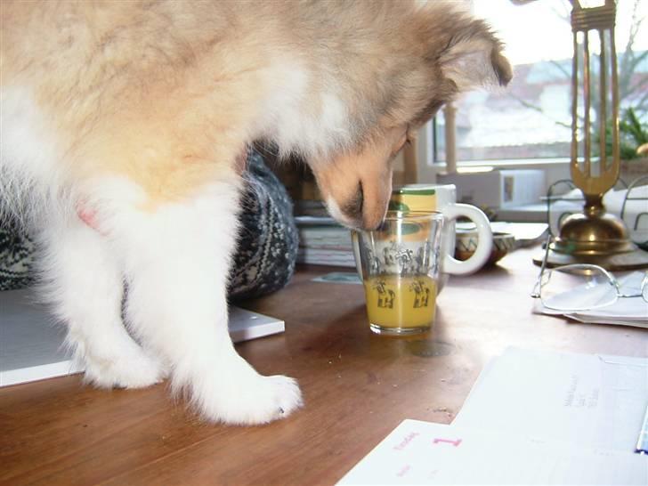 Shetland sheepdog Hekilas Only Ophelia - ALT skal gennemses i nyt hjem, derfor går vi op på spisebordet og snuser til fars juice XD billede 11