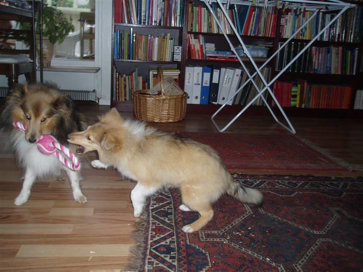 Shetland sheepdog Hekilas Only Ophelia - angrib!!! billede 12