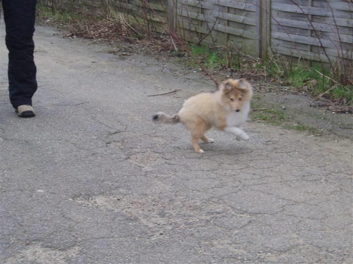 Shetland sheepdog Hekilas Only Ophelia - jeg bliver altså lidt fjollet :O) billede 13