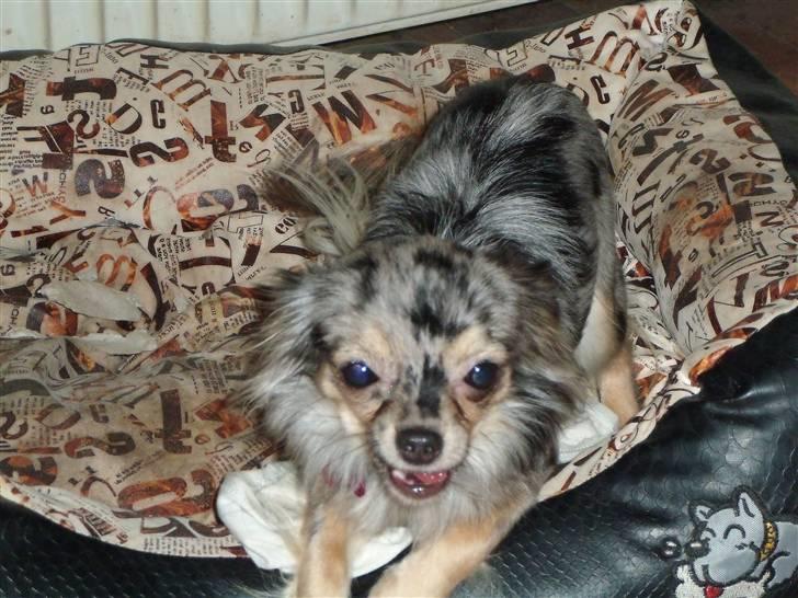 Chihuahua Gucci billede 7