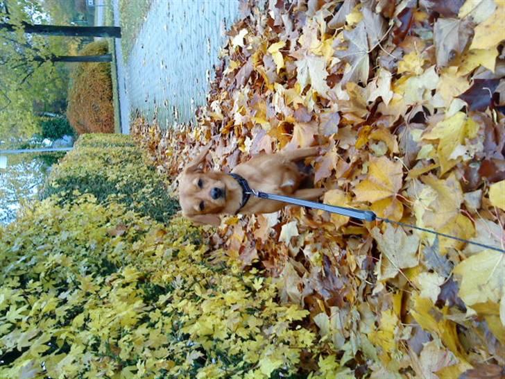 Blanding af racer Buster billede 5