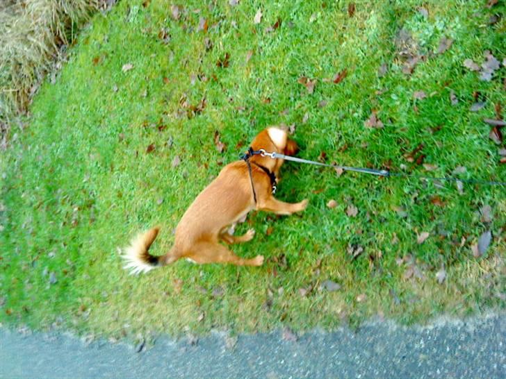 Blanding af racer Buster billede 6